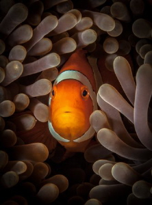 Clownfish glow by Steven Miller 